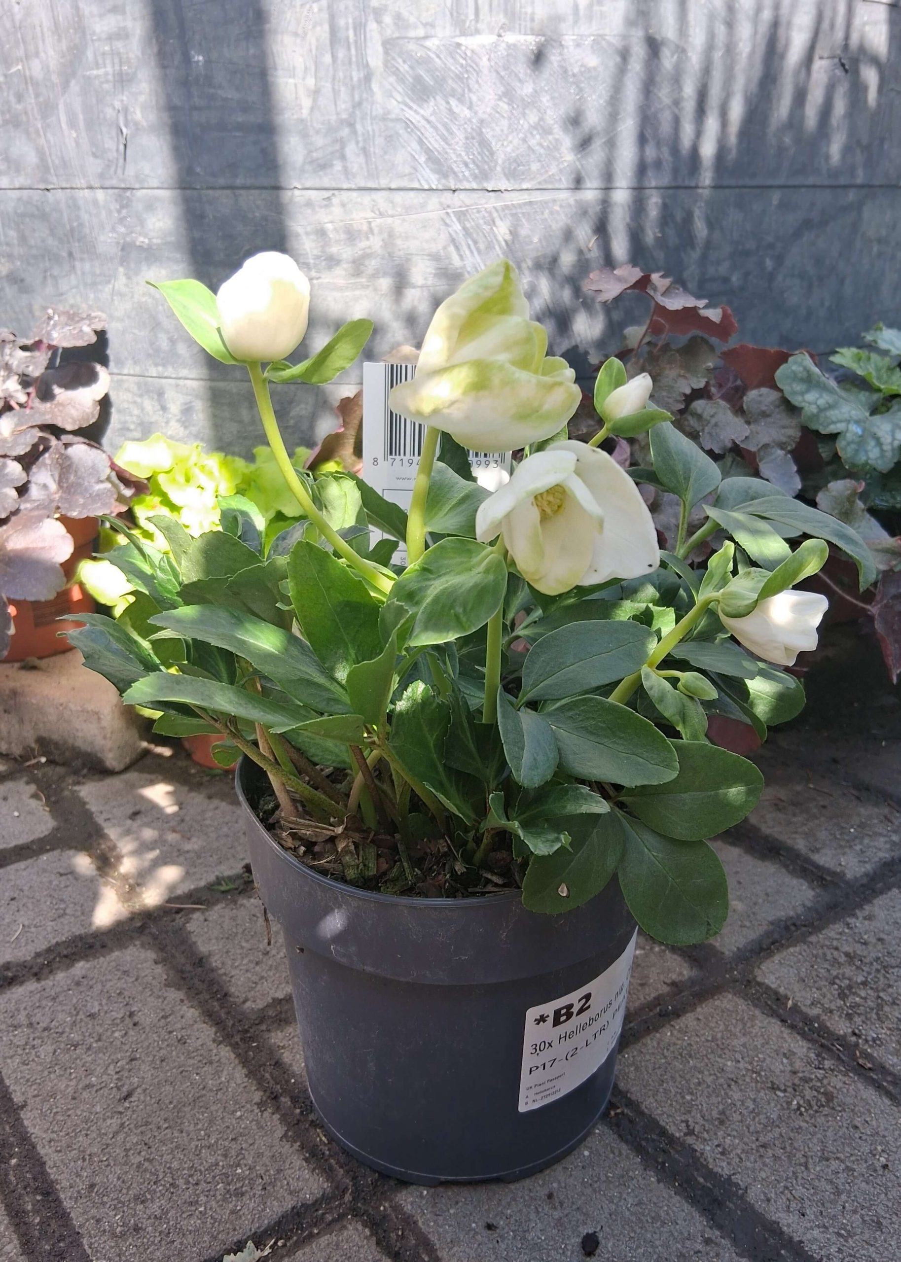 Helleborus niger 'Christmas Carol' - Fekete hunyor