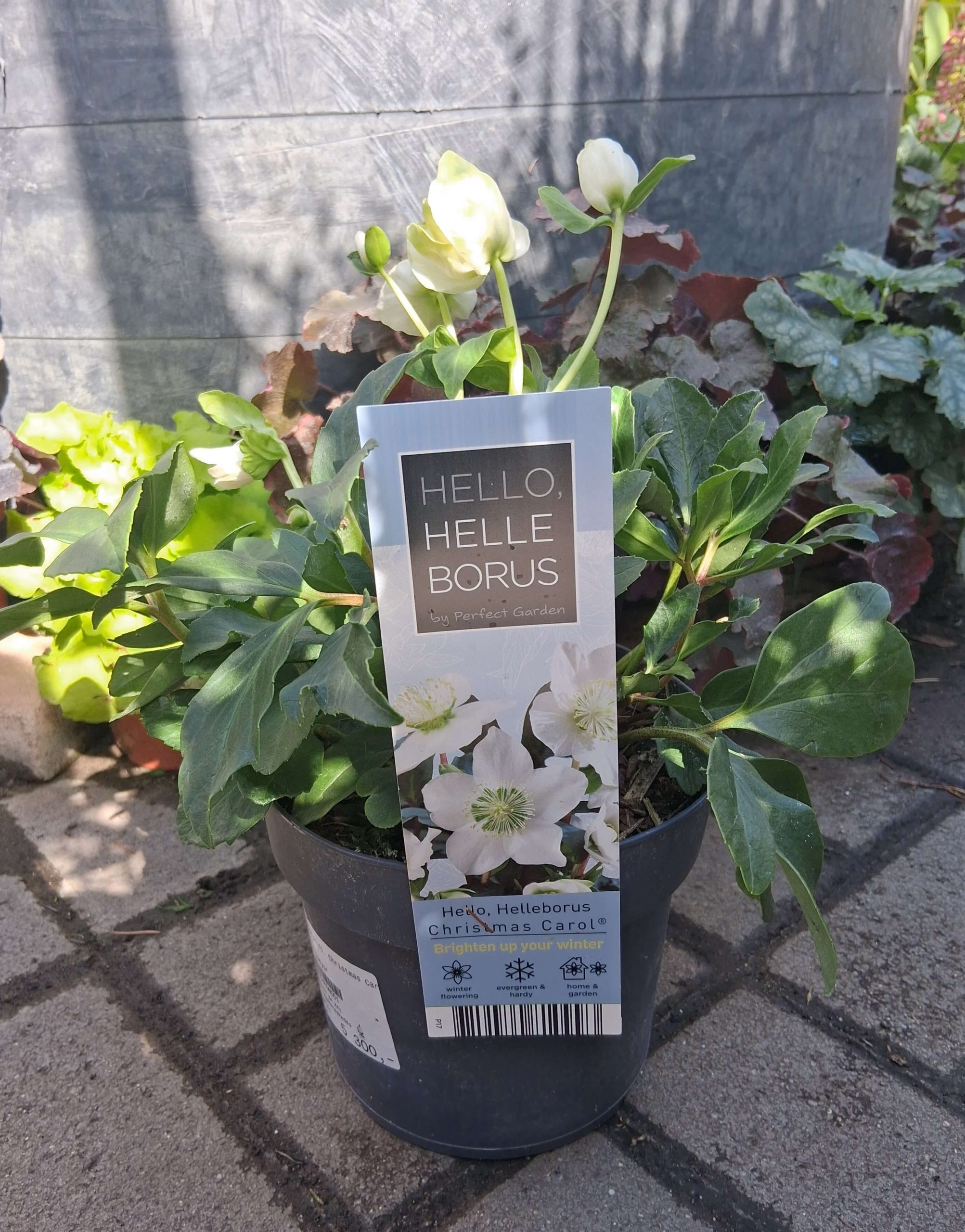 Helleborus niger 'Christmas Carol' - Fekete hunyor - Image 2