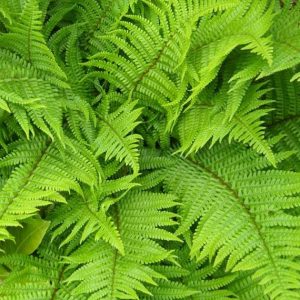 Dryopteris filix-mas