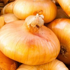 Dughagyma Stuttgarti óriás