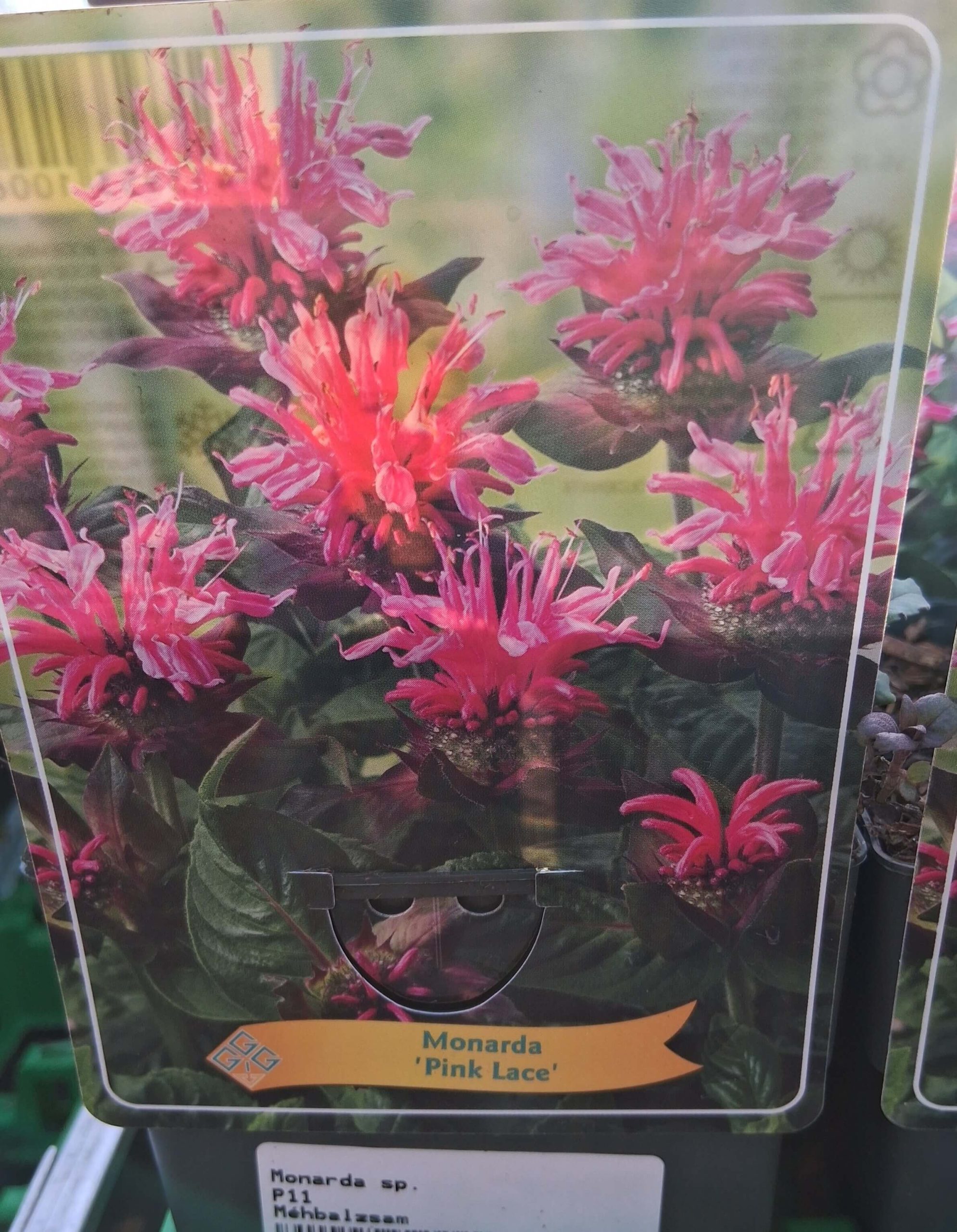 Monarda mix - Méhbalzsam - Image 6