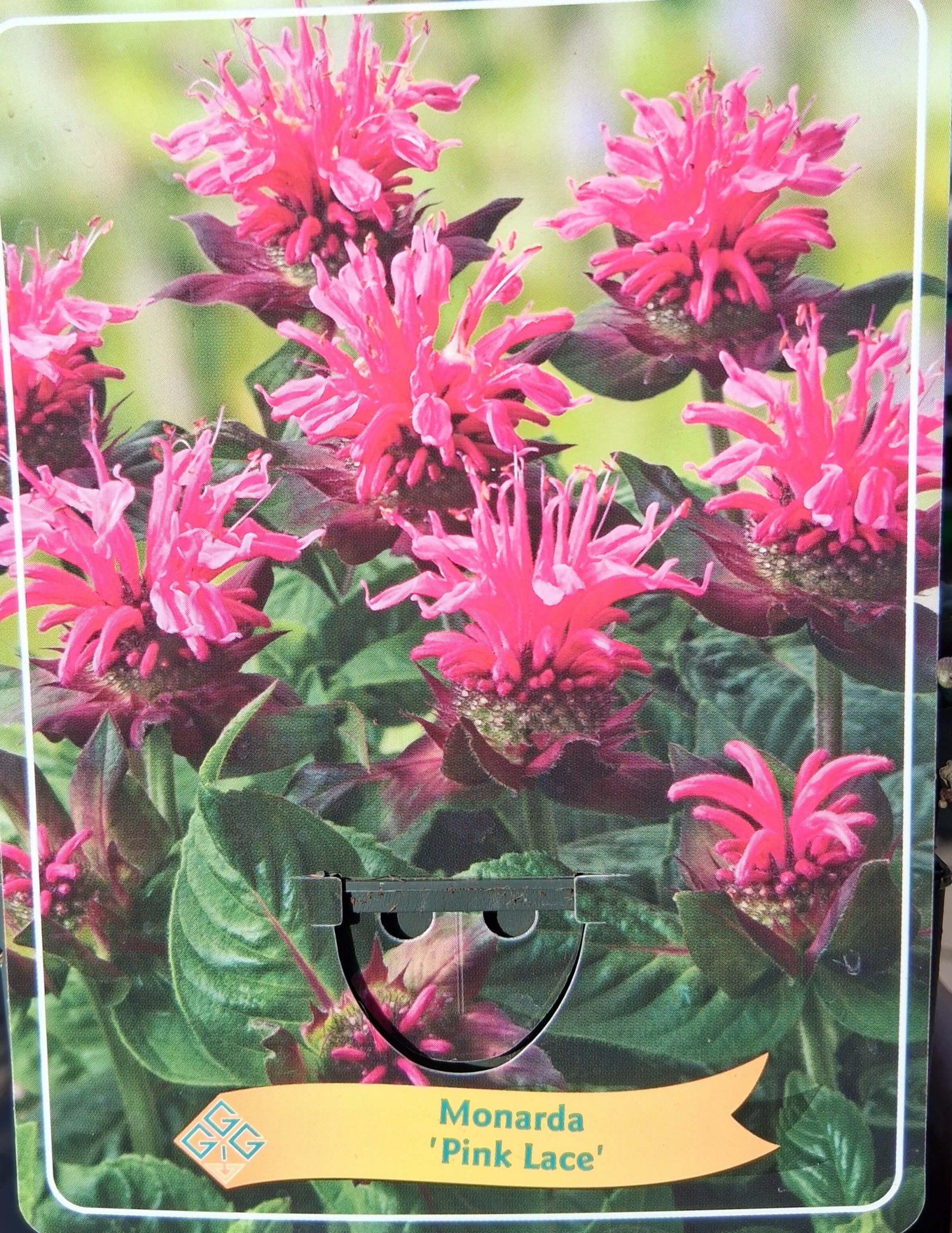 Monarda mix - Méhbalzsam - Image 7