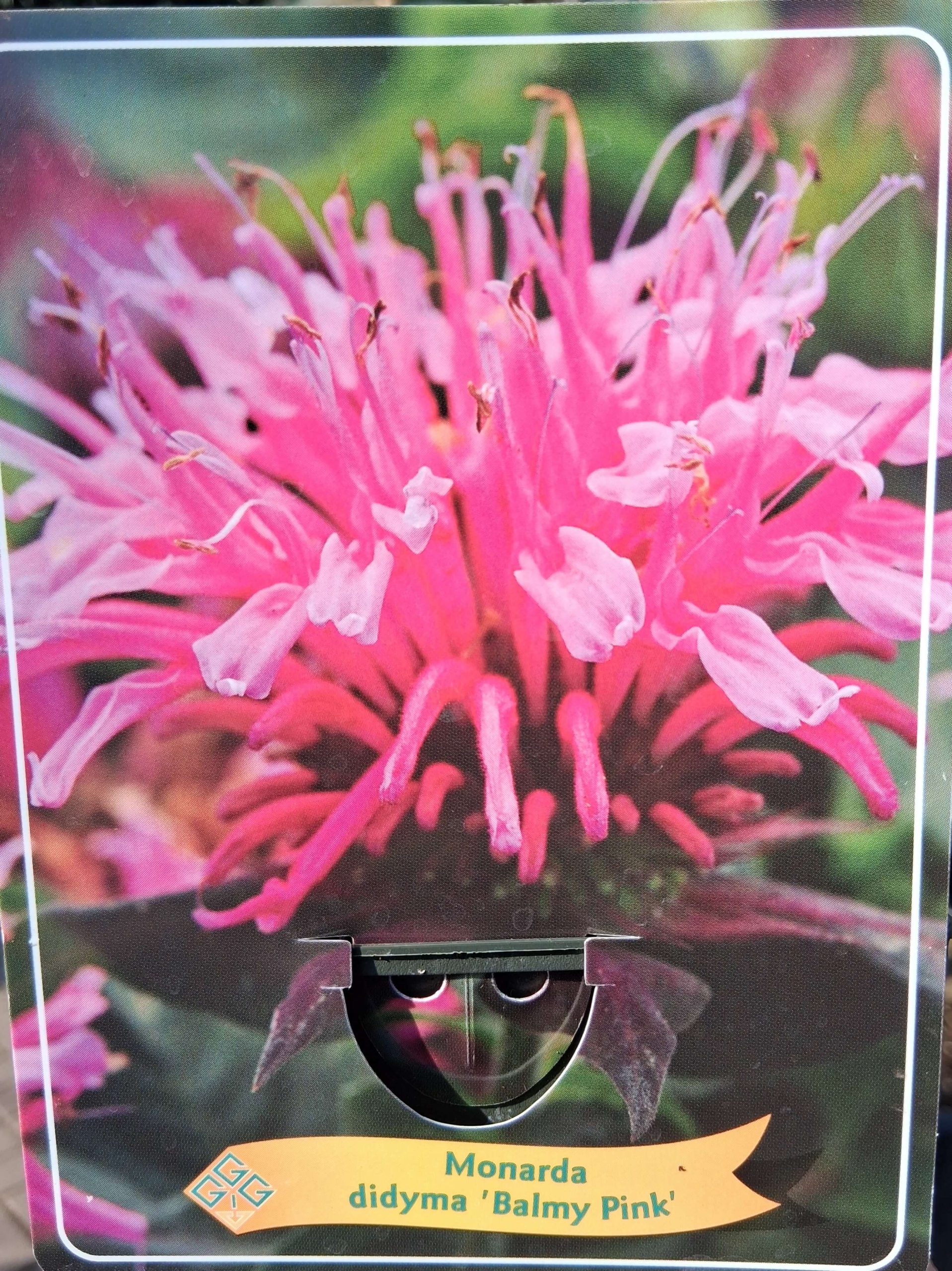 Monarda mix - Méhbalzsam - Image 5