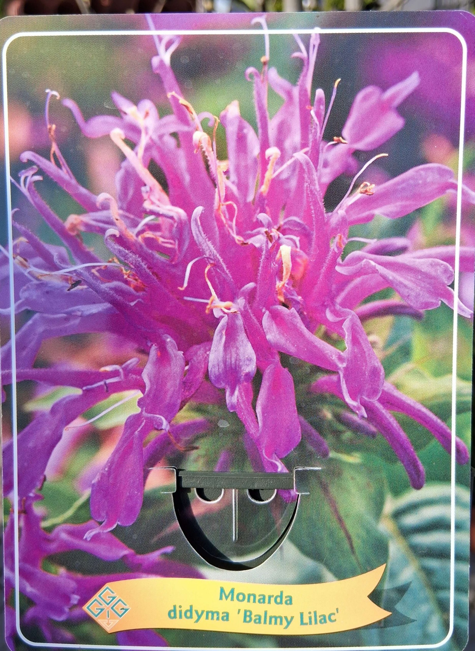 Monarda mix - Méhbalzsam - Image 4