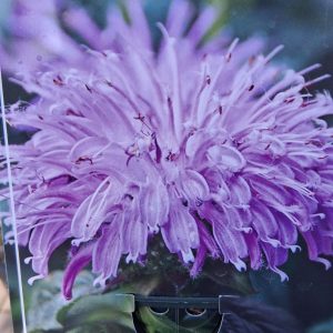 Monarda mix - Méhbalzsam