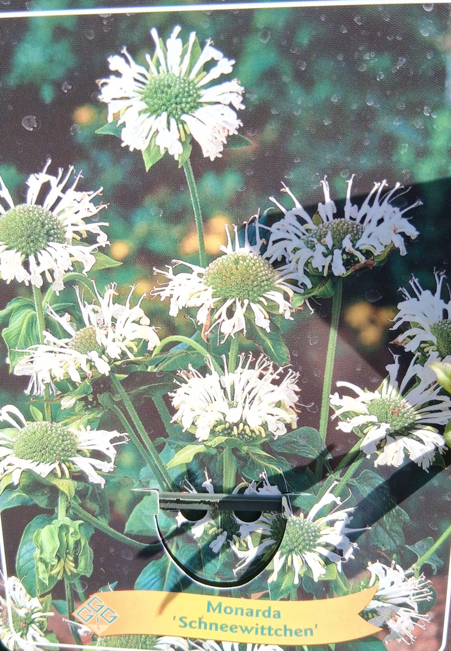 Monarda mix - Méhbalzsam - Image 3