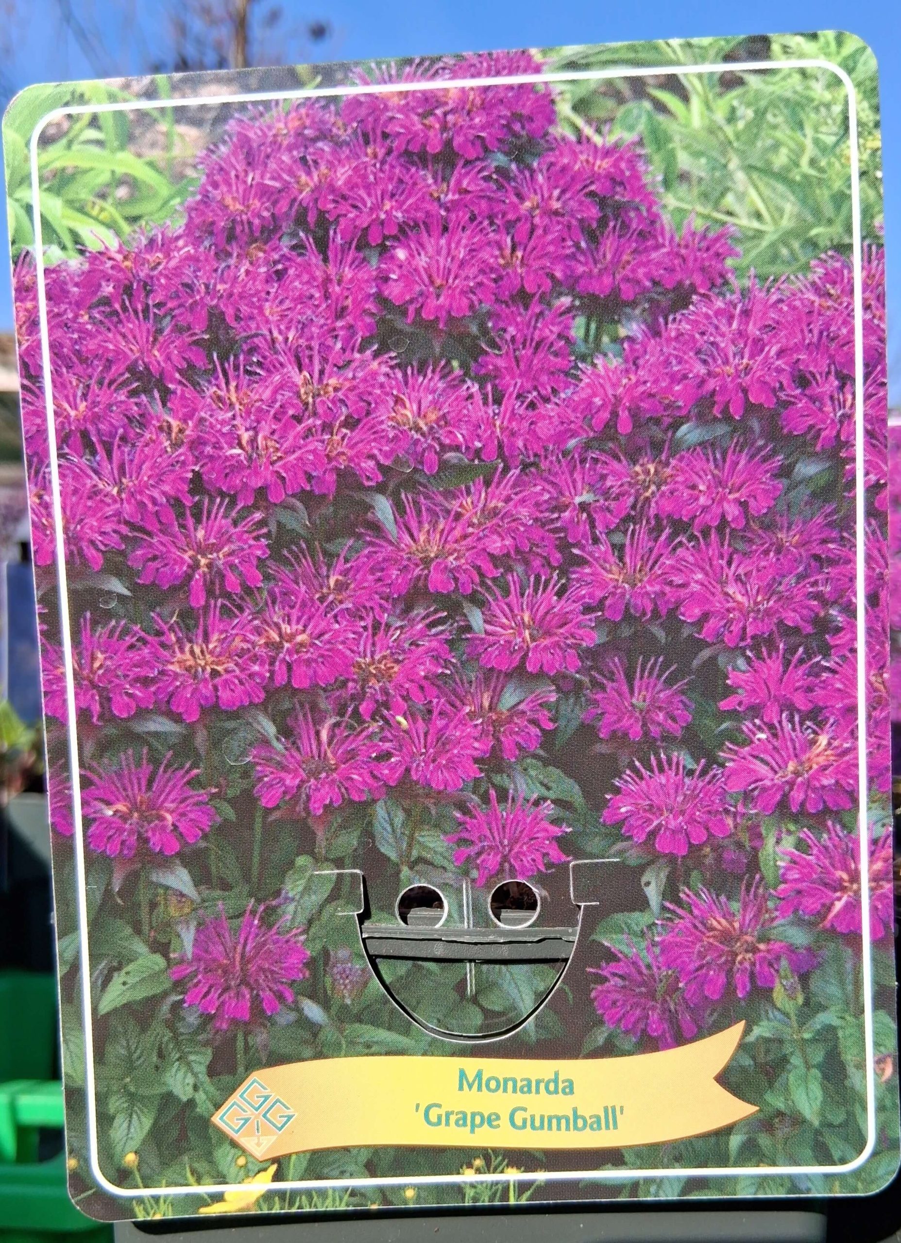 Monarda mix - Méhbalzsam - Image 2