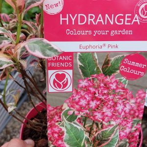 Hydrangea Euphoria Pink/Fűrészeslevelű hortenzia