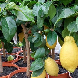 Citromfa/Citrus limon Femminello Siracusano