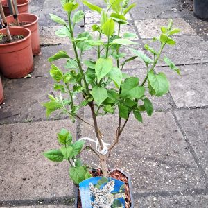 Syringa vulgaris 'Mme Florent Stepman' – Orgona