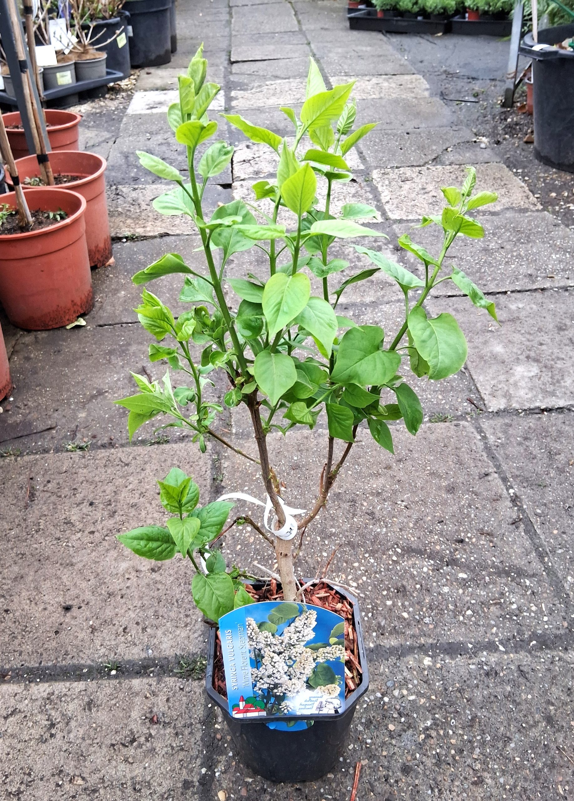 Syringa vulgaris 'Mme Florent Stepman' – Orgona