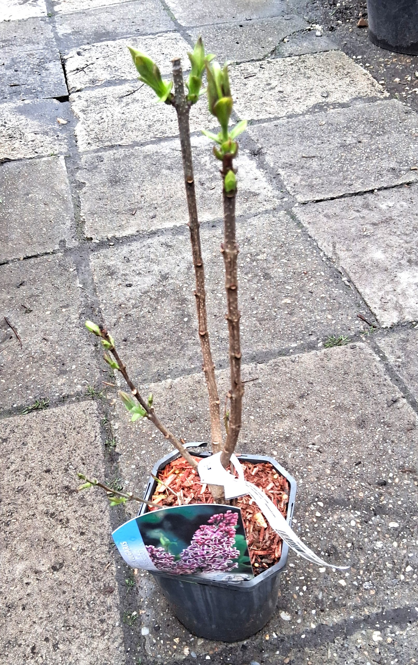 Syringa vulgaris 'Sensation' - Orgona - Image 6