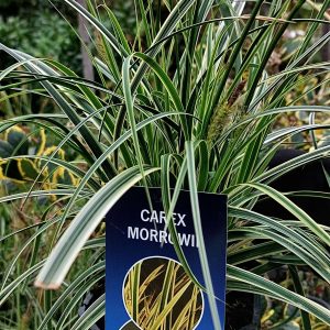 Carex morrowii 'Feather Falls' – Tarka levelű japán sás
