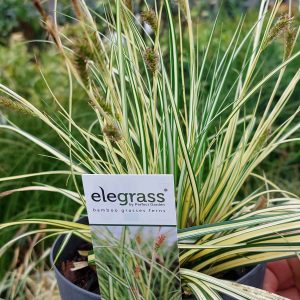 Carex oshimensis 'Evergold' – Tarka levelű japán sás