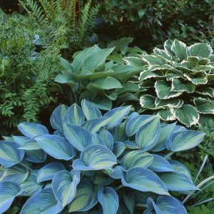 Hosta mix - Árnyékliliom fajták