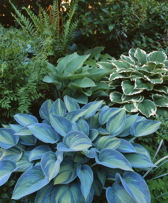 Hosta mix - Árnyékliliom fajták