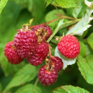 Rubus idaeus 'Little Sweet Sister' – Törpe málna