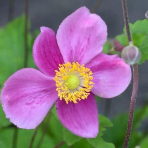 Anemone hupehensis - Kínai szellőrózsa
