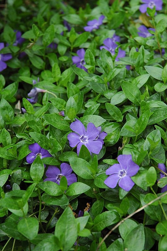 Vinca minor - Kis meténg
