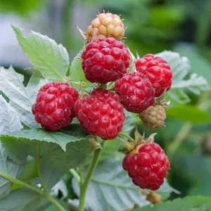 Rubus ideaus Glen Ample/ Tüske nélküli málna
