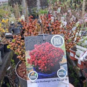 Berberis thunbergii Lutin Rouge vörös levelű törpe borbolya bokor