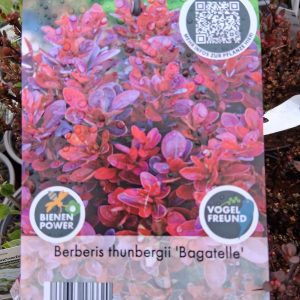 erberis thunbergii Bagatelle bordó levelű törpe borbolya bokor