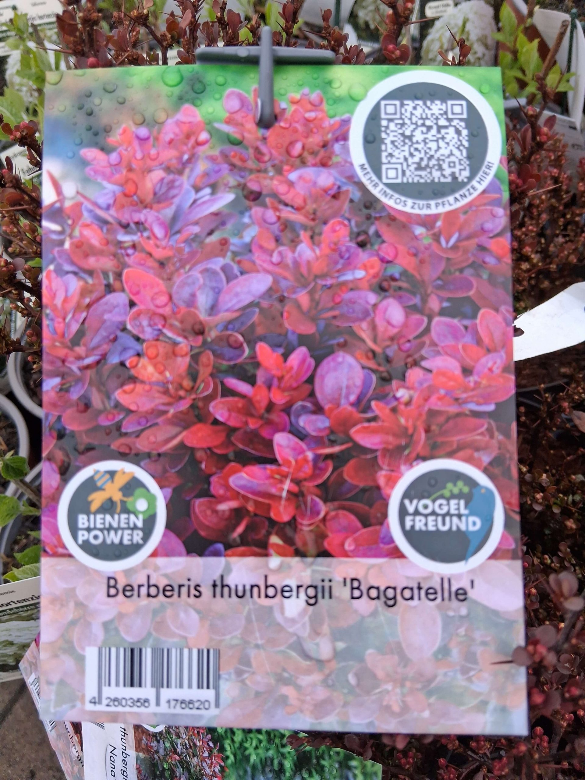 erberis thunbergii Bagatelle bordó levelű törpe borbolya bokor