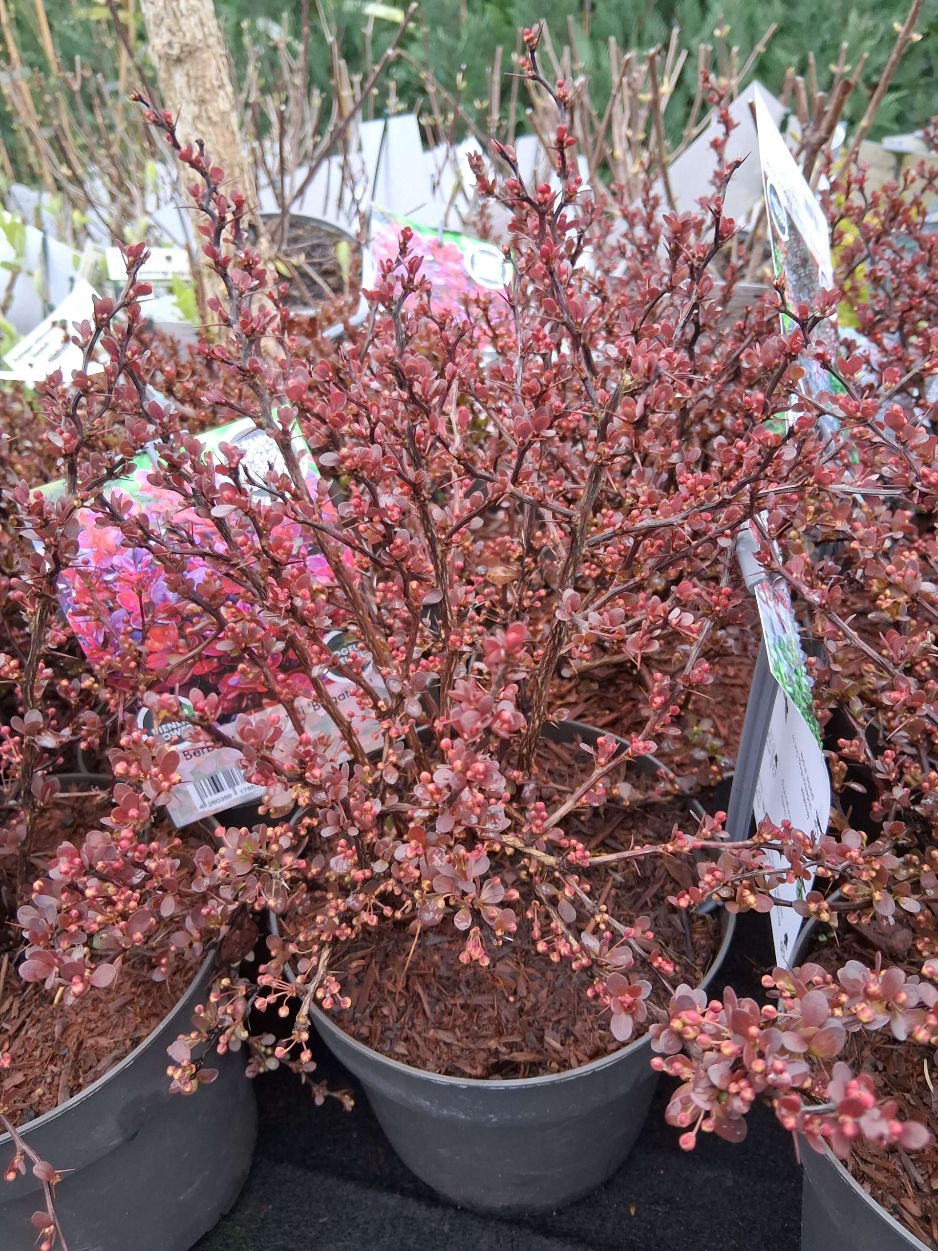 Berberis thunbergii 'Bagatelle' – Törpe japán borbolya - Image 2