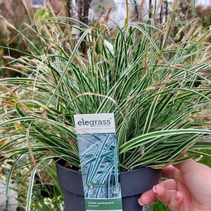Carex oshimensis ‘Everest’ – tarka levelű japán sás