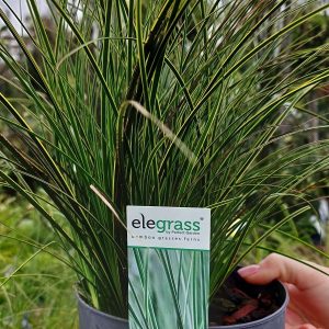 Carex brunnea ‘Variegata’ – tarka levelű japán sás