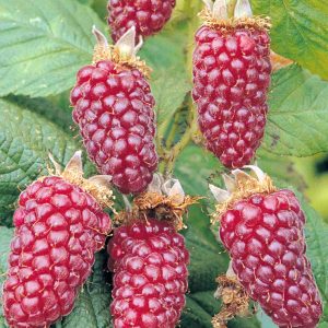 Rubus 'Tayberry Buckingham' - Szedermálna