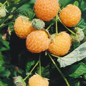 Rubus idaeus 'Fallgold' - Sárga málna