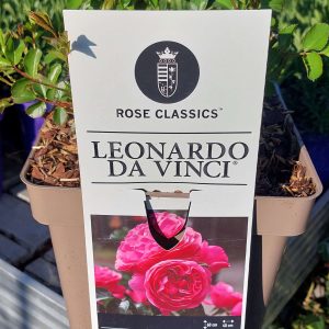 Rosa Leonardo da Vinci rózsaszín floribunda rózsa virág