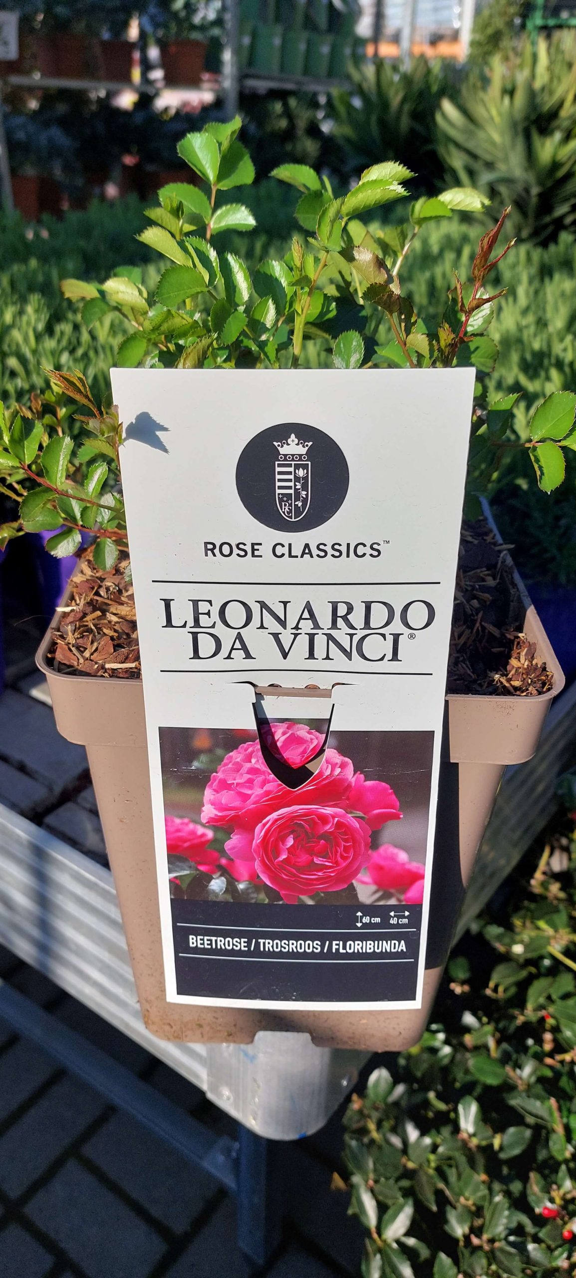 Rosa Leonardo da Vinci rózsaszín floribunda rózsa virág