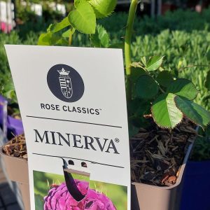 Rosa Minerva – illatos, lila floribunda ágyásrózsa