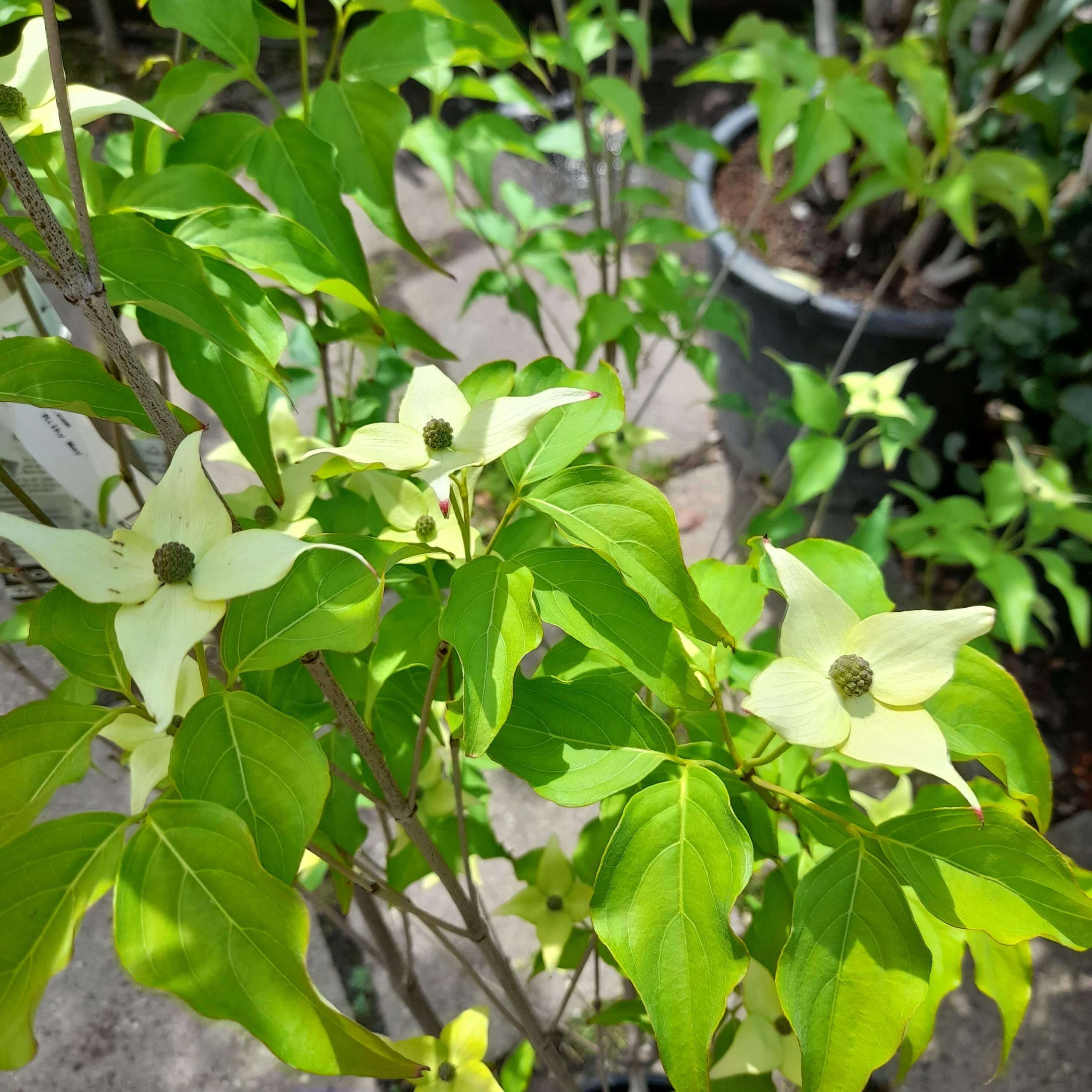 Cornus kousa 'Milky Way' – Csillagsom - Image 2