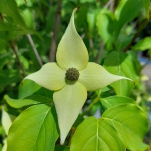 Cornus kousa 'Milky Way' – Csillagsom