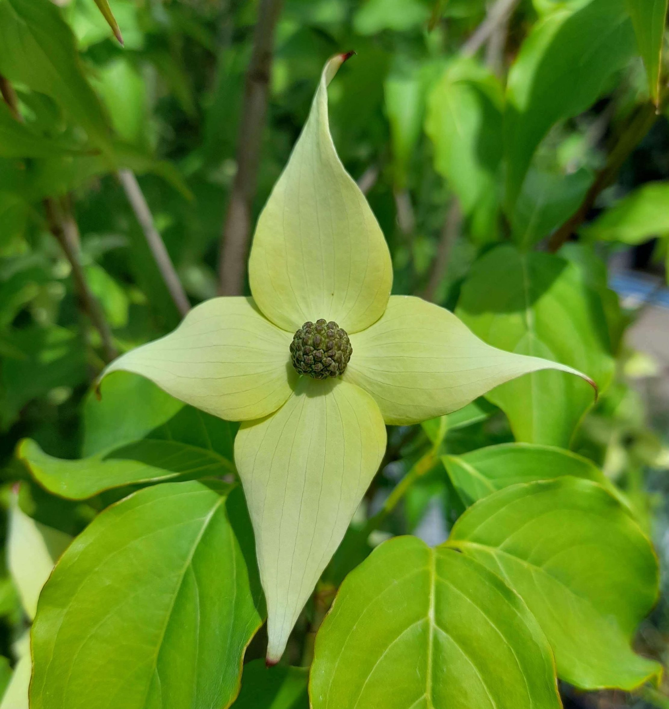 Cornus kousa 'Milky Way' – Csillagsom