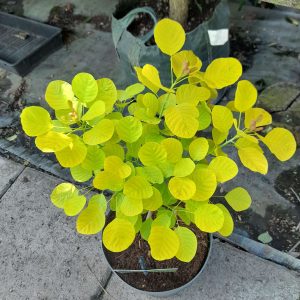 Cotinus coggygria ‘Golden Spirit’ - Arany lombú cserszömörce