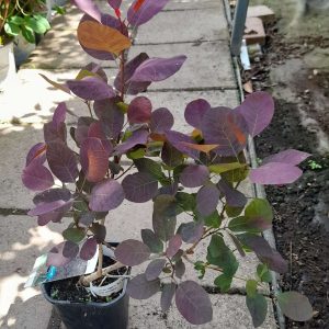 Cotinus coggygria 'Royal Purple' - Bordó levelű cserszömörce