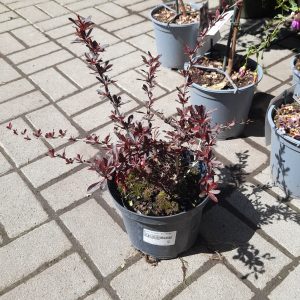 Berberis thunbergii 'Red Chief' - Japán borbolya