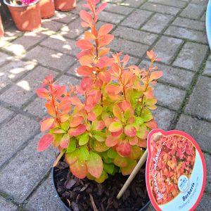 Berberis thunbergii ‘Orange Ice’ – Japán borbolya