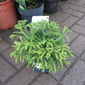 Cryptomeria japonica 'Little Champion' – Törpe japán ciprus
