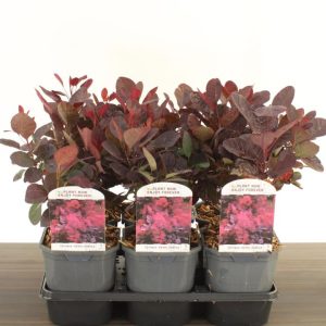 Cotinus coggygria 'Royal Purple' - Bordó levelű cserszömörce