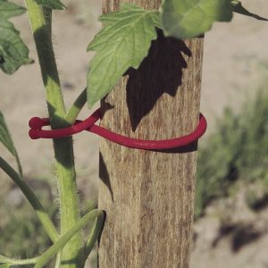 Nortene Tomatoclip