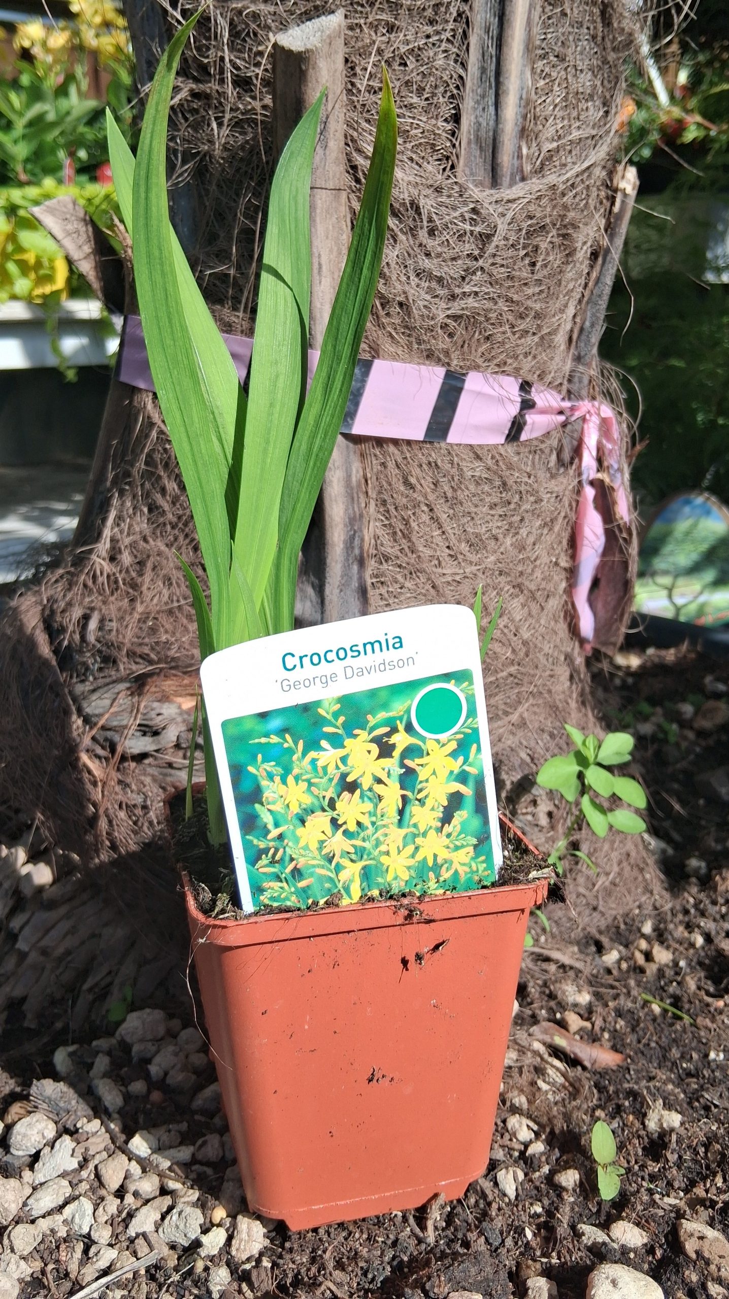 Crocosmia 'George Davidson' - Füzéres sáfrányfű - Image 2