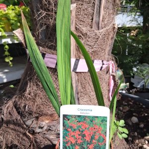 Crocosmia 'Babylon' - Füzéres sáfrányfű