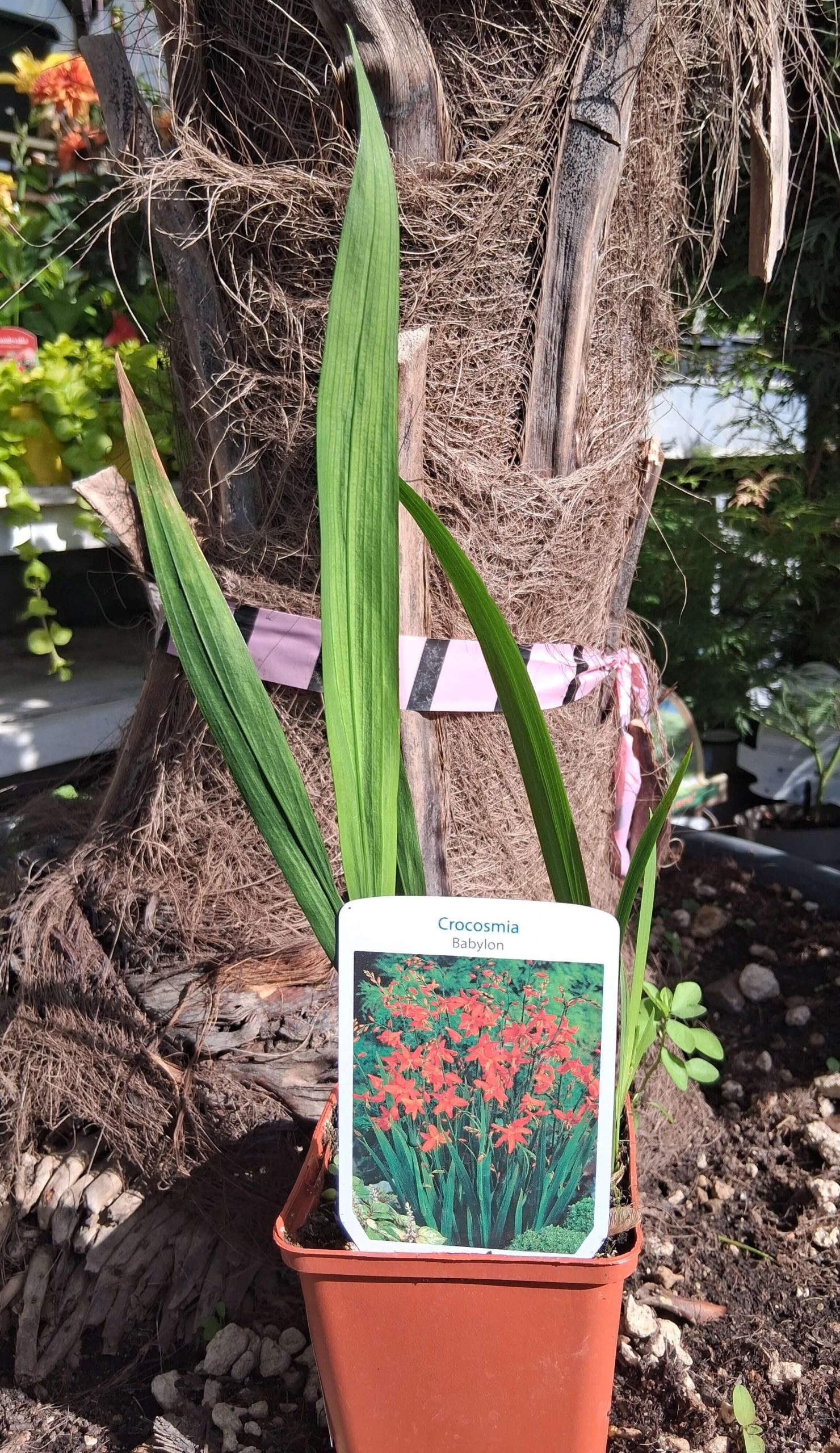 Crocosmia 'Babylon' - Füzéres sáfrányfű