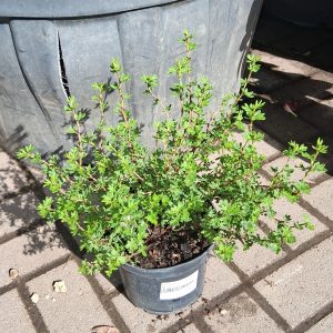 Potentilla fruticosa 'Lovely Pink' – Rózsaszín cserjés pimpó