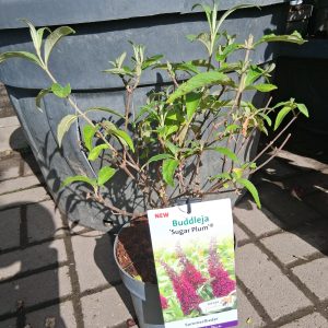Buddleja davidii 'Sugar Plum' – Bíborlila Nyáriorgona